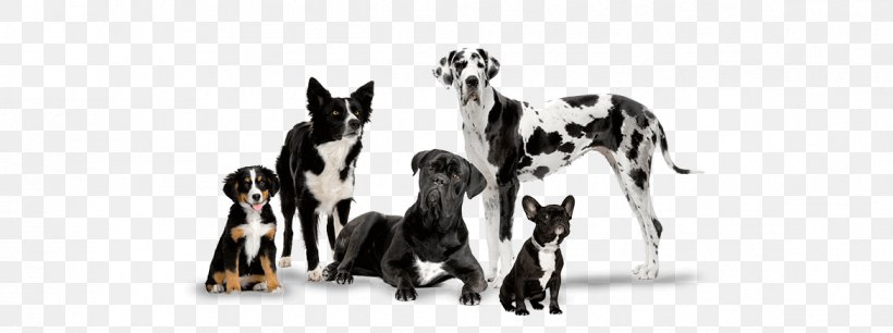 Puppy Dog Training Dog Toys Pet Labrador Retriever, PNG, 1170x438px, Puppy, Animal Figure, Black And White, Bulldog, Cat Play And Toys Download Free