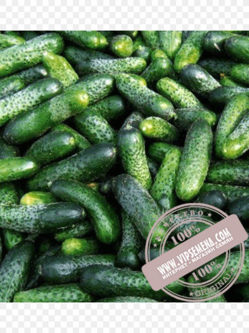 Seed Cucumber Price Rijk Zwaan Artikel, PNG, 1000x1340px, Seed, Artikel, Buyer, Crop Yield, Cucumber Download Free