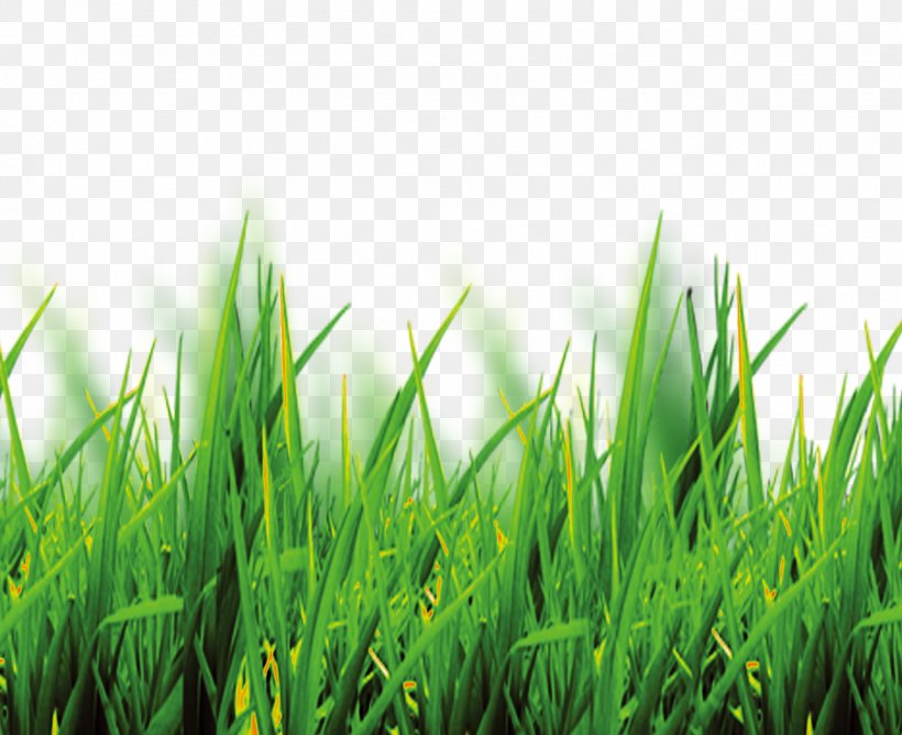 Software, PNG, 1874x1528px, Software, Commodity, Designer, Field, Grass Download Free