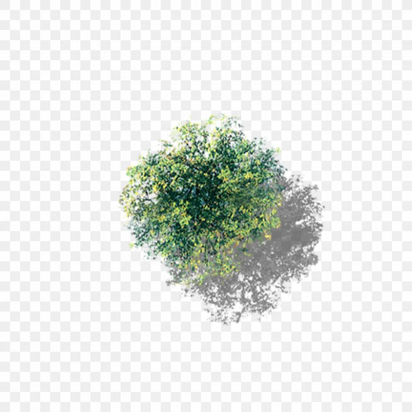 Tree, PNG, 3000x3000px, Tree, Camphor Tree, Cottonwood, Drawing, Grass Download Free