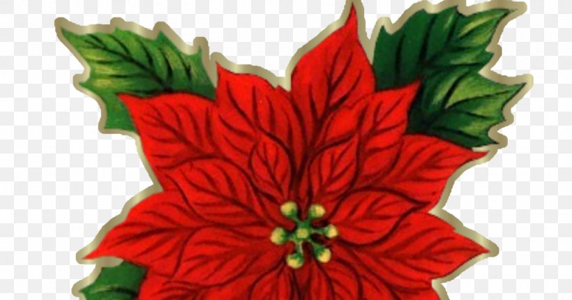 Poinsettia Cut Flowers Christmas Clip Art, PNG, 1024x538px, Poinsettia, Christmas, Christmas Decoration, Christmas Eve, Christmas Ornament Download Free