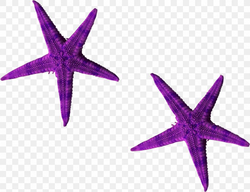 Starfish Purple Euclidean Vector, PNG, 1358x1042px, Starfish, Echinoderm, Gratis, Marine Invertebrates, Pisaster Ochraceus Download Free