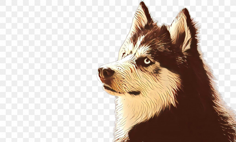 Dog Siberian Husky Snout Canadian Eskimo Dog Sakhalin Husky, PNG, 2576x1552px, Dog, Canadian Eskimo Dog, Sakhalin Husky, Siberian Husky, Snout Download Free
