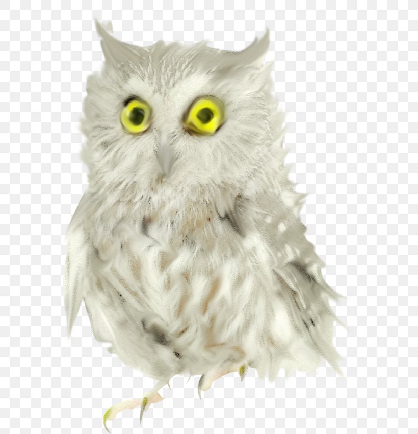 Owl Bird Beak, PNG, 608x851px, Owl, Beak, Bird, Bird Of Prey, Drawing Download Free
