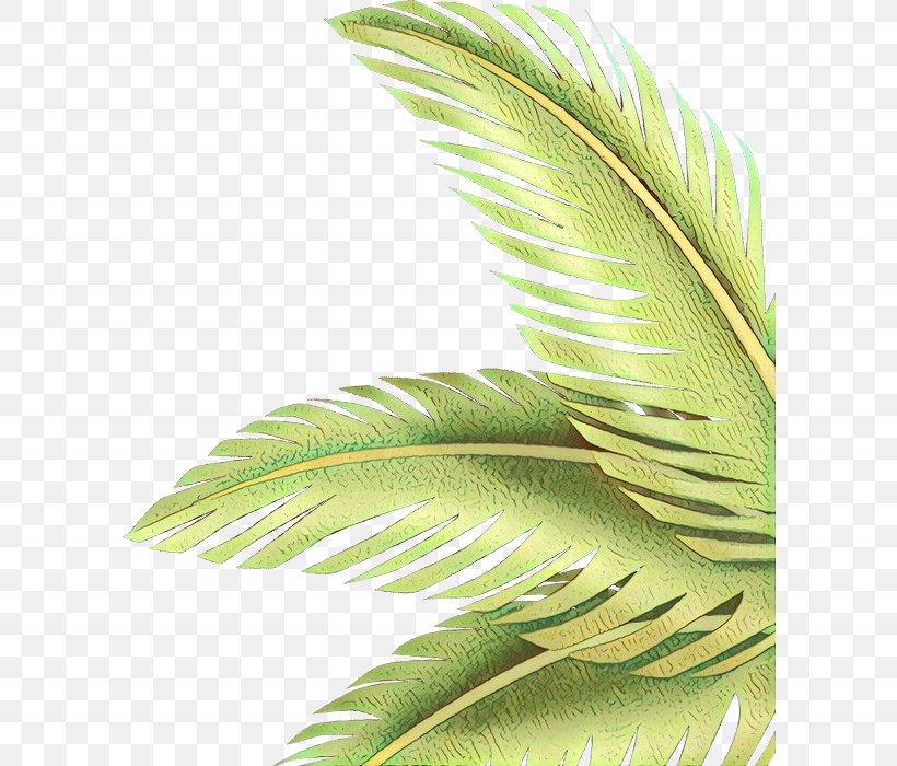Palm Tree, PNG, 598x700px, Cartoon, Arecales, Flower, Green, Houseplant Download Free