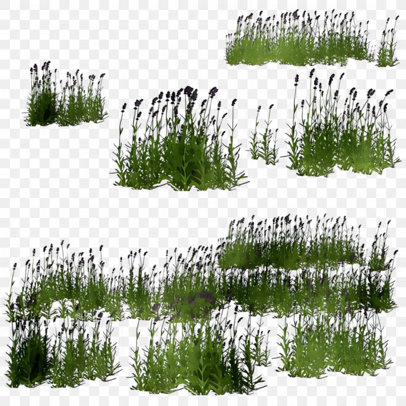 Shrubland Vegetation Biome Conifers Grasses, PNG, 1098x1098px, Shrubland, American Larch, Biome, Conifer, Conifers Download Free