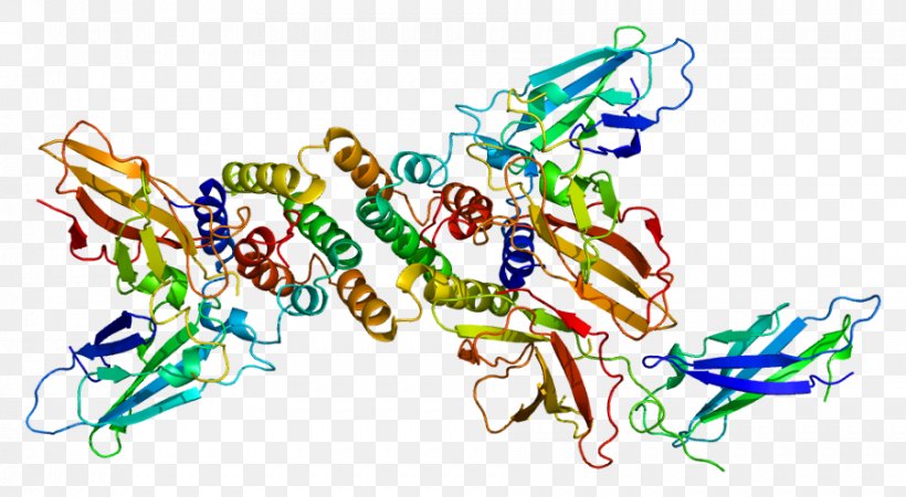 Interferon Gamma Receptor 1 Interferon-gamma Receptor, PNG, 902x496px, Interferon Gamma, Area, Art, Cluster Of Differentiation, Gene Download Free