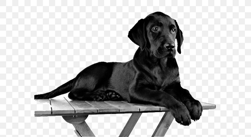 Labrador Retriever Puppy Pug Black Dog High-definition Television, PNG, 595x447px, Labrador Retriever, Animal, Black, Black And White, Black Dog Download Free