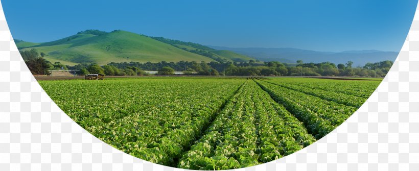 Salinas Valley Memorial Hospital Garden Agriculture Farm, PNG, 1605x656px, Salinas Valley, Agriculture, Bowl, California, Crop Download Free