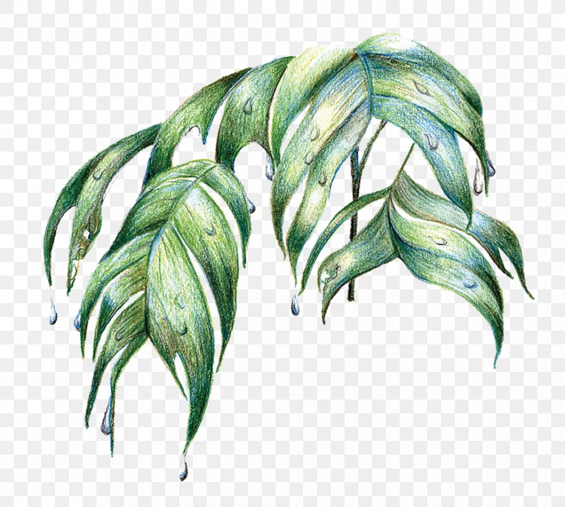 Tropical Leaf Illustration Png - Download Illustration 2020