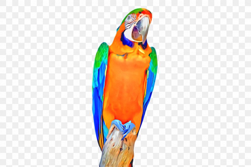Bird Parrot, PNG, 2448x1632px, Macaw, Beak, Bird, Budgie, Feather Download Free