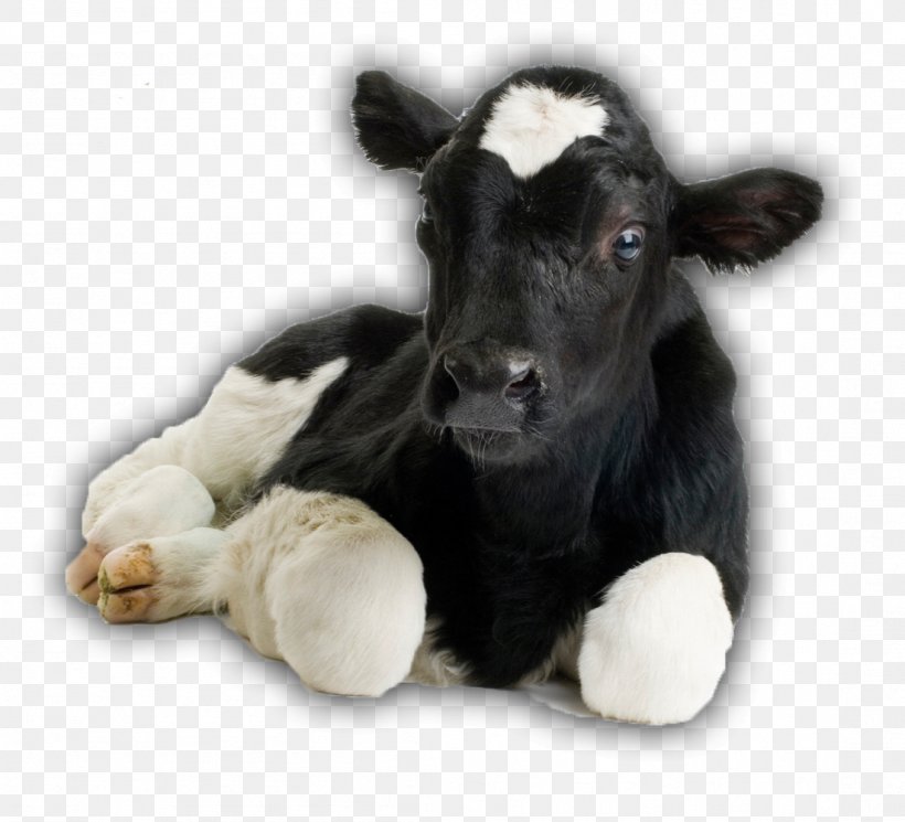 Cow-calf Operation Beef Cattle Holstein Friesian Cattle Livestock Dehorning, PNG, 1102x1002px, Calf, American Cattle, Beef Cattle, Cattle, Cattle Like Mammal Download Free