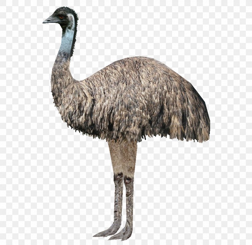 Emu War Common Ostrich Australia Bird Pelican, PNG, 927x903px, Emu War, Animal, Australia, Beak, Bird Download Free
