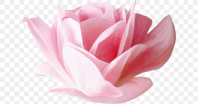 Garden Roses Flower Petal Clip Art, PNG, 640x432px, Garden Roses, Blog, Cut Flowers, Flower, Flowering Plant Download Free