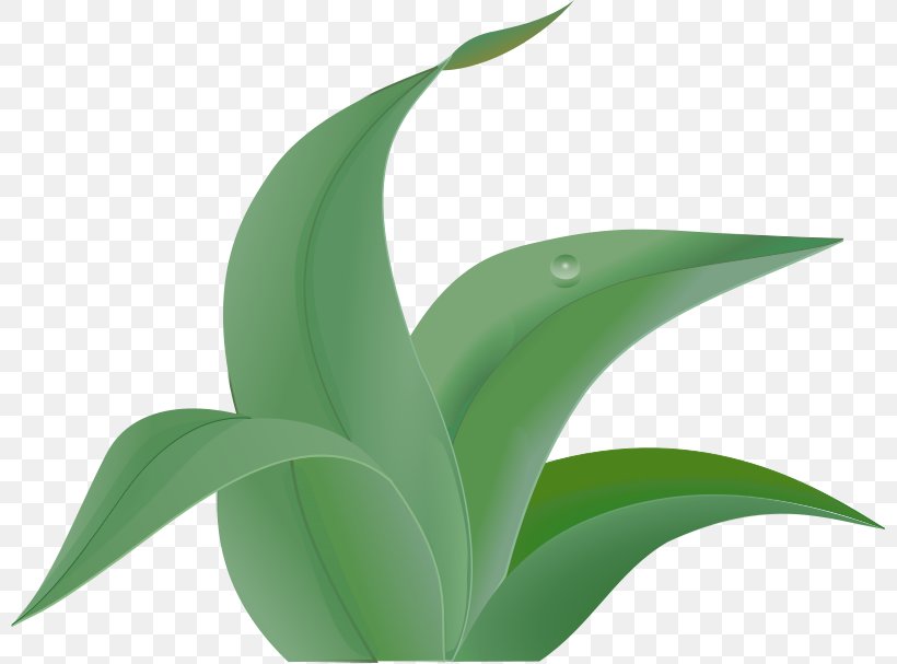 Leaf Drawing Clip Art, PNG, 800x607px, Leaf, Agave, Aloe, Drawing, Flora Download Free