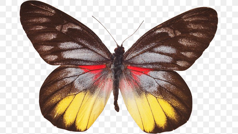 Monarch Butterfly Clouded Yellows Gossamer-winged Butterflies Moth, PNG, 685x463px, Watercolor, Cartoon, Flower, Frame, Heart Download Free