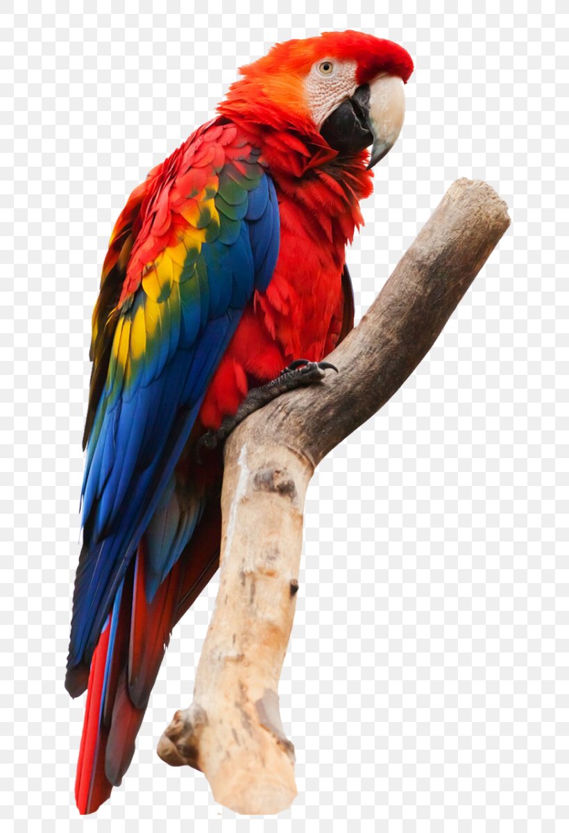 Parrot Bird Pet Painting, PNG, 800x1200px, Parrot, Art, Beak, Bird, Budgerigar Download Free