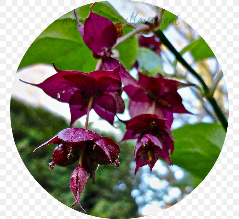 Petal Flowering Plant, PNG, 750x749px, Petal, Flora, Flower, Flowering Plant, Magenta Download Free