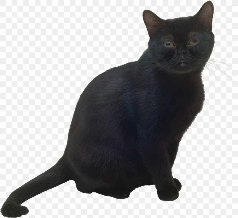 Bombay Cat Burmese Cat Black Cat Korat Havana Brown, PNG, 2233x2044px, Bombay Cat, Asian, Black Cat, Bombay, Burmese Download Free