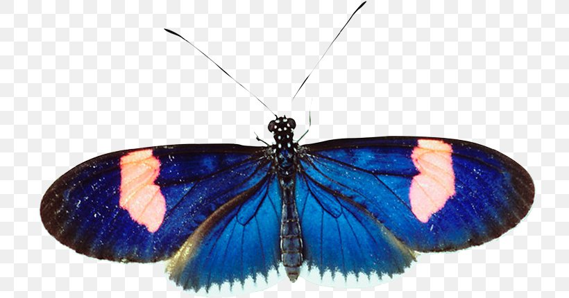 Brush-footed Butterflies Gossamer-winged Butterflies Butterfly Moth Cobalt Blue, PNG, 728x430px, Brushfooted Butterflies, Arthropod, Blue, Brush Footed Butterfly, Butterflies And Moths Download Free