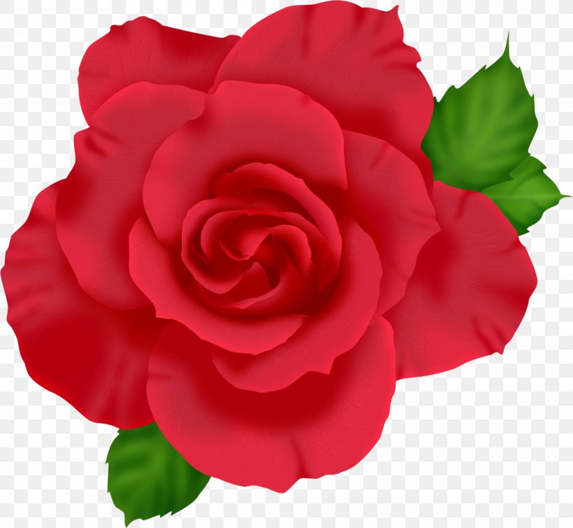 Cut Flowers Garden Roses Centifolia Roses Petal, PNG, 1075x991px, Flower, Begonia, Carnation, Centifolia Roses, China Rose Download Free