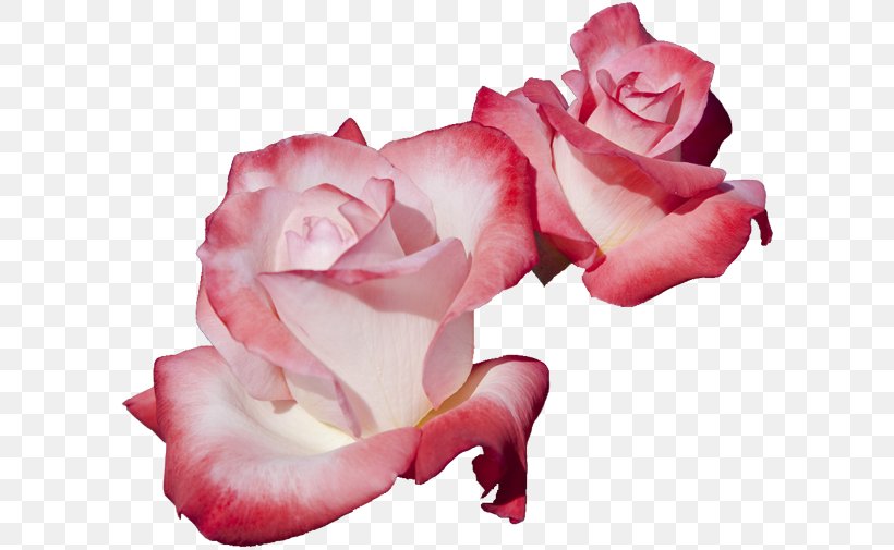 Garden Roses Cut Flowers Cabbage Rose, PNG, 600x505px, Garden Roses, Cabbage Rose, Close Up, Cut Flowers, Floribunda Download Free