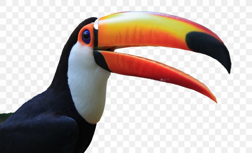 Toco Toucan Dog Bird Siamese Fighting Fish, PNG, 1653x1006px, Toucan, Animal, Beak, Bird, Dog Download Free