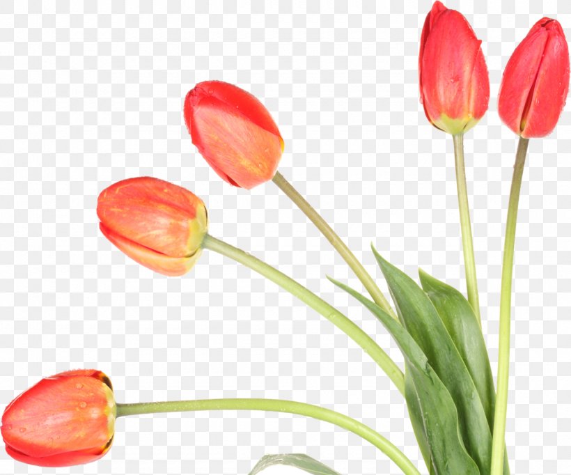 Tulip Flower Desktop Wallpaper Plant, PNG, 1280x1065px, Tulip, Bud, Cut Flowers, Desktop Metaphor, Flower Download Free