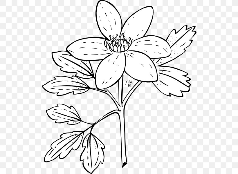 Anemone Nemorosa Anemone Canadensis Plant Flower, PNG, 534x600px, Anemone Nemorosa, Anemone, Anemone Canadensis, Area, Artwork Download Free
