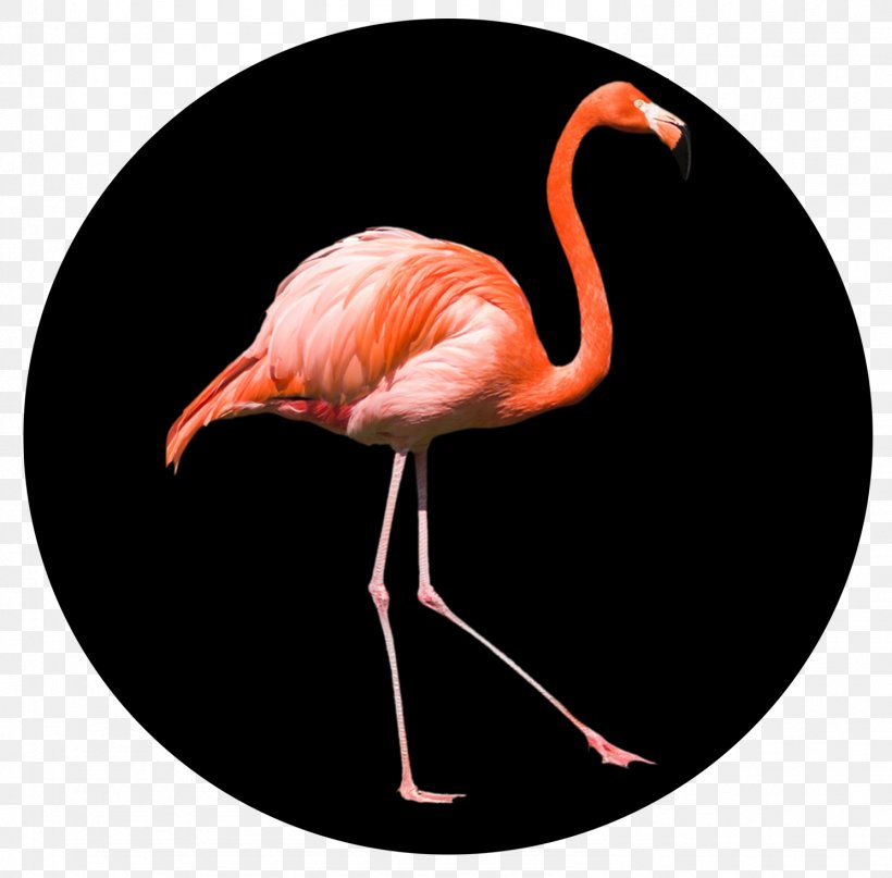 Beak, PNG, 1489x1466px, Beak, Bird, Flamingo, Water Bird Download Free