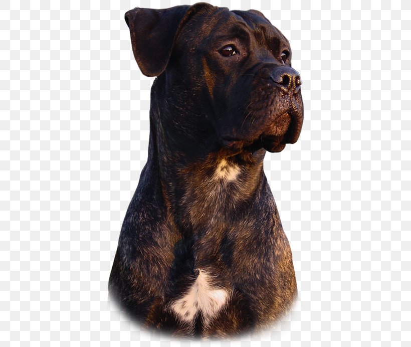 Cane Corso Rare Breed (dog) Dog Collar Breed Group (dog), PNG, 400x692px, Cane Corso, Breed Group Dog, Carnivoran, Collar, Crossbreed Download Free