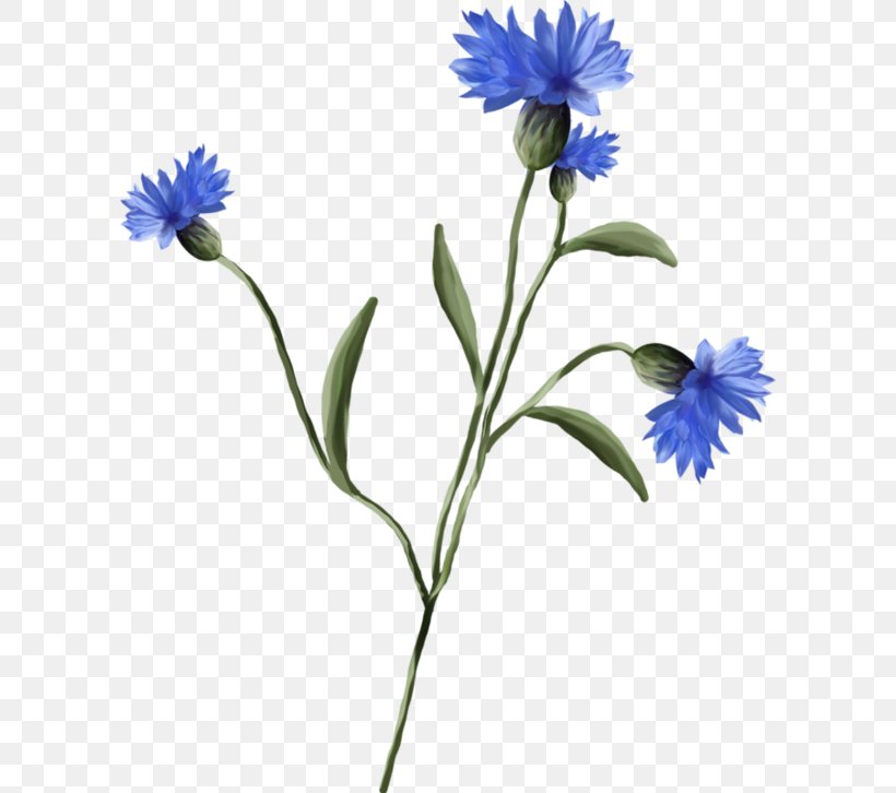 Cornflower Blueberry Plant Wildflower, PNG, 600x726px, Flower, Amora, Annual Plant, Aster, Berry Download Free