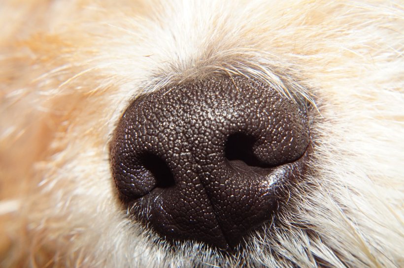 Dachshund Yorkshire Terrier Cat Snout Odor, PNG, 1280x852px, Dachshund, Animal, Breeder, Cat, Close Up Download Free