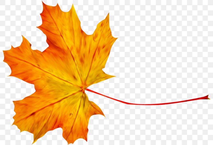 Maple Leaf Clip Art, PNG, 800x559px, Maple Leaf, Autumn, Branch, Digital Image, Green Download Free