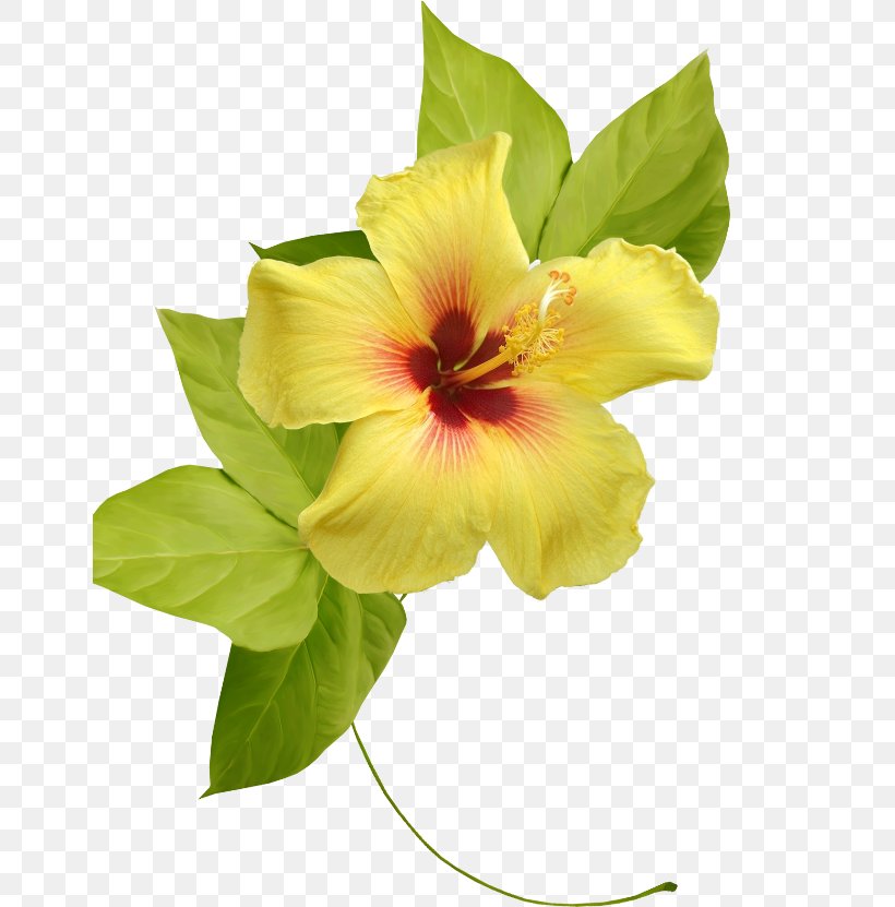 Rosemallows Yellow Clip Art Flower, PNG, 650x831px, Rosemallows, Digital Image, Flower, Flowering Plant, Hibiscus Download Free