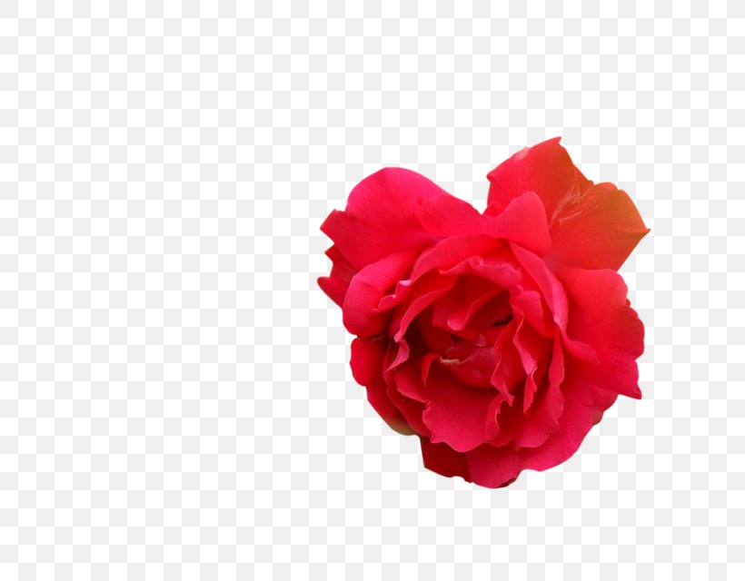 Garden Roses Cabbage Rose Carnation Cut Flowers Petal, PNG, 800x640px, Garden Roses, Cabbage Rose, Carnation, Cut Flowers, Flower Download Free