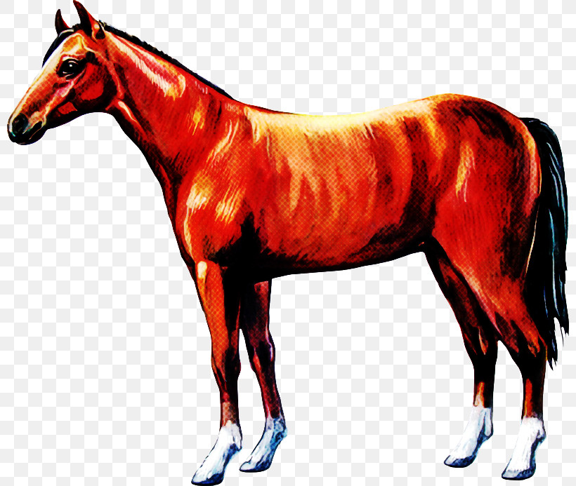 Horse Animal Figure Sorrel Mane Mare, PNG, 800x693px, Horse, Animal Figure, Liver, Mane, Mare Download Free
