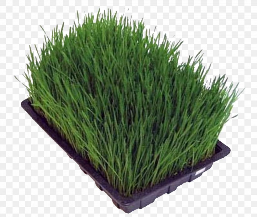 Juice Common Wheat Wheatgrass Wheat Berry Sprouting, PNG, 3122x2634px, Juice, Bread, Cereal, Common Wheat, Flour Download Free