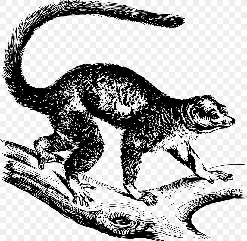 Mongoose Lemur Drawing Primate, PNG, 2398x2340px, Mongoose, Animal, Black And White, Carnivora, Carnivoran Download Free