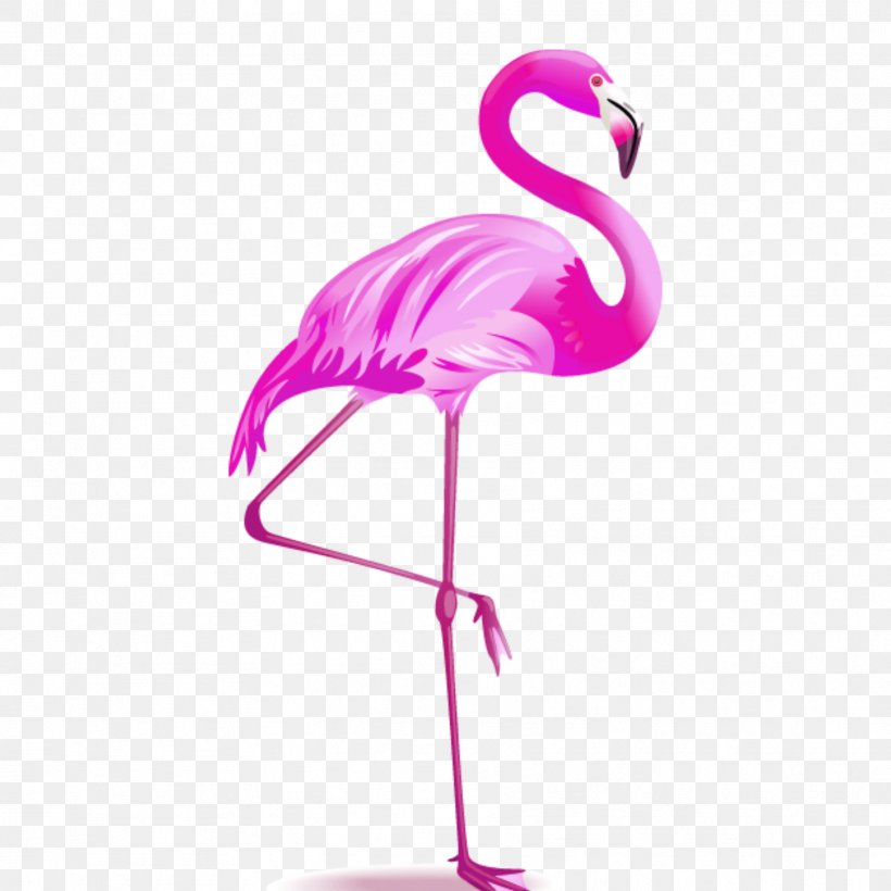 Vector Graphics Flamingo Image Illustration, PNG, 1773x1773px, Flamingo, Beak, Bird, Drawing, Feather Download Free