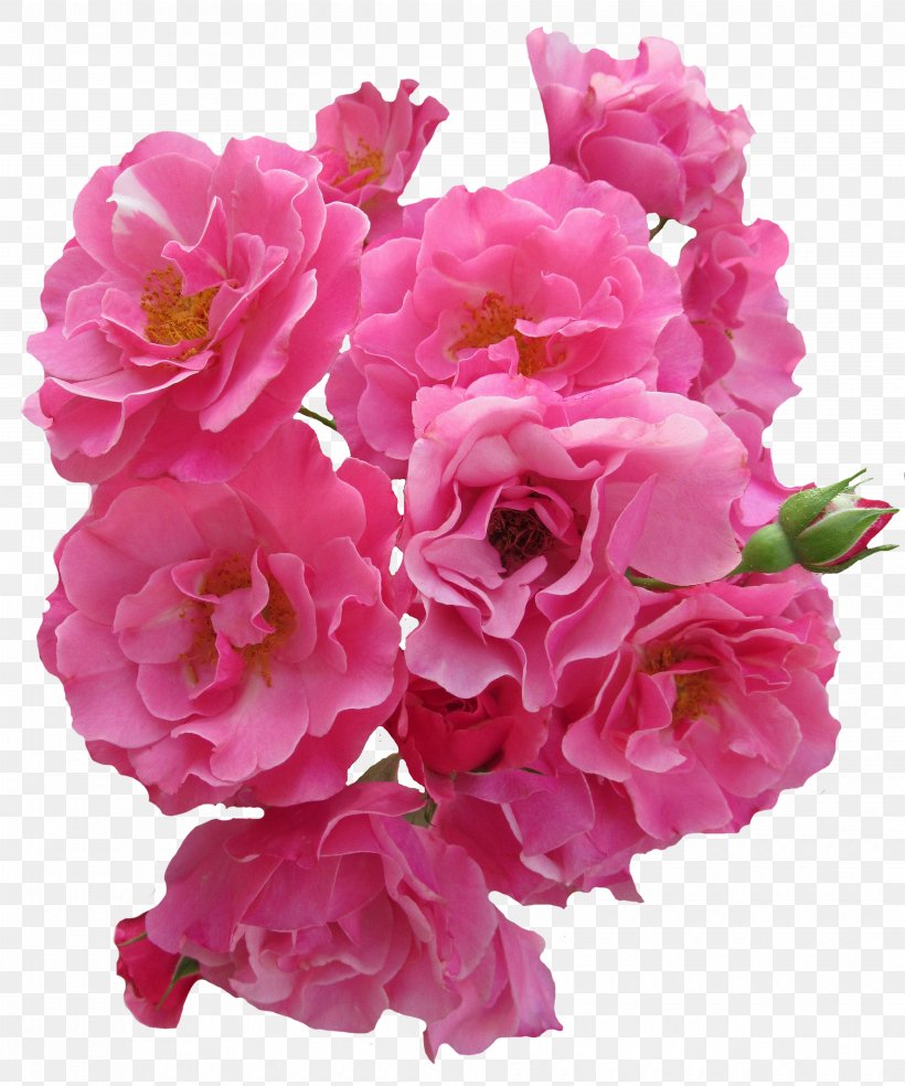 Stock.xchng Image Flower Rose, PNG, 3720x4468px, Flower, Annual Plant, Azalea, Cut Flowers, Floral Design Download Free