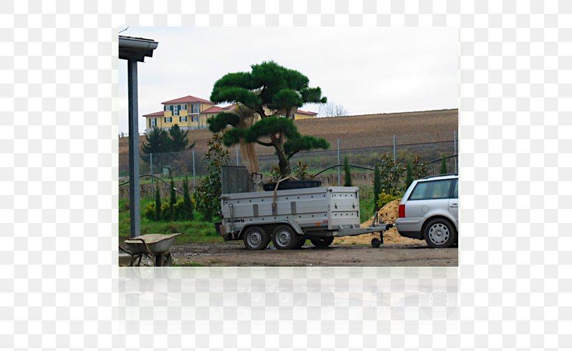 Motor Vehicle Car Plant Community Tree Transport, PNG, 581x504px, Motor Vehicle, Automotive Exterior, Car, Community, Mode Of Transport Download Free