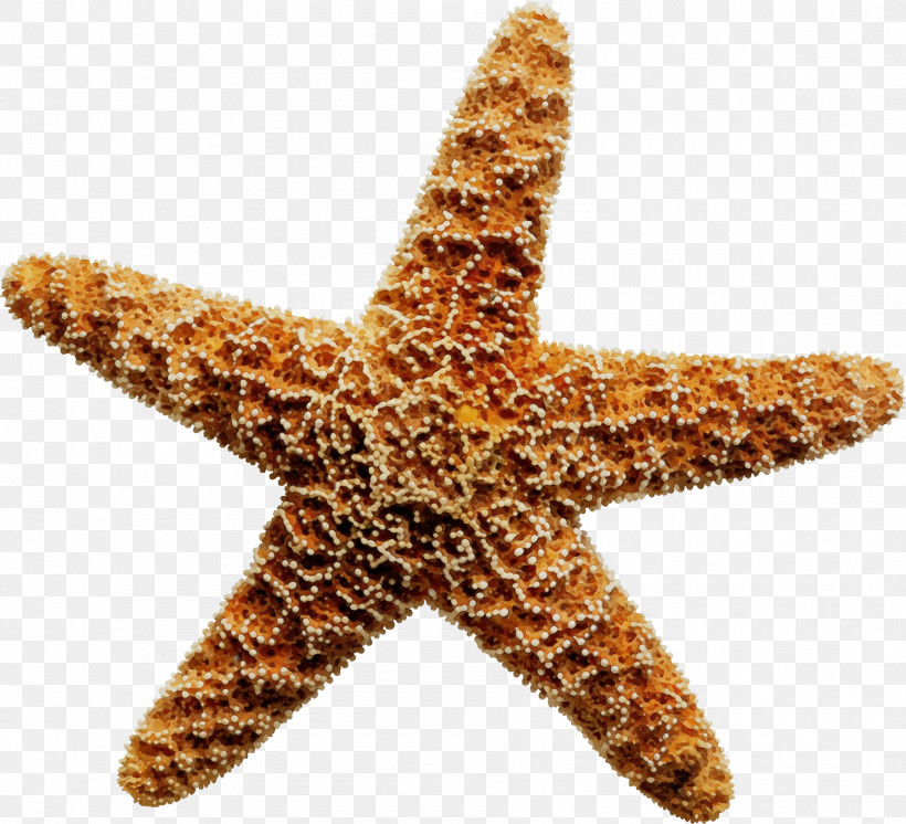 Starfish Drawing Royalty-free Animation Sea, PNG, 1800x1638px, Watercolor, Animation, Brittle Stars, Drawing, Paint Download Free