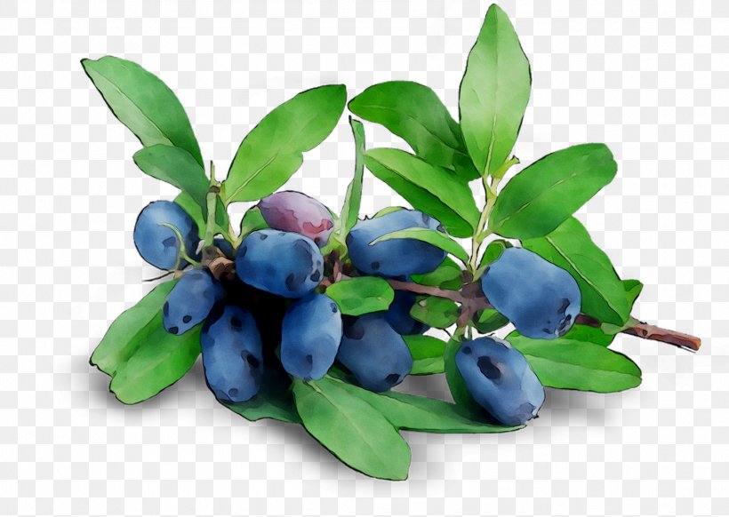 Blueberry Tea Bilberry Huckleberry Lingonberry, PNG, 1583x1124px, Blueberry, Arctostaphylos, Arctostaphylos Uvaursi, Aristotelia, Berry Download Free