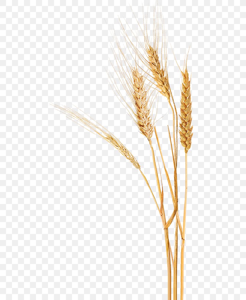 Dog Emmer Durum Einkorn Wheat Triticale, PNG, 500x1000px, Dog, Barley, Cereal, Cereal Germ, Commodity Download Free