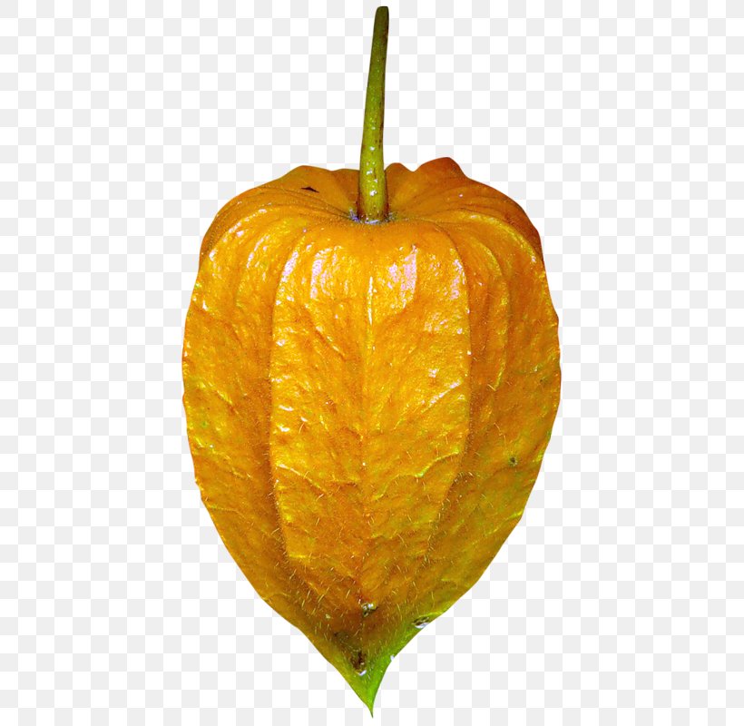 Peruvian Groundcherry Citron Plant, PNG, 435x800px, Peruvian Groundcherry, Bitter Orange, Calabaza, Citron, Citrus Download Free