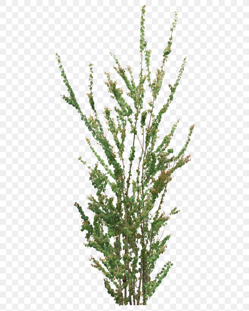 Image Clip Art Copyright Tree, PNG, 500x1024px, Copyright, All Rights Reserved, Branch, Grass, Herb Download Free