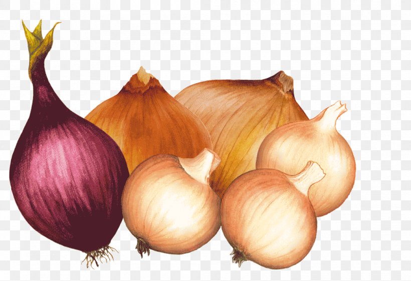 Yellow Onion Elephant Garlic Shallot Allium Fistulosum, PNG, 1042x713px, Yellow Onion, Allium, Allium Fistulosum, Association Kokopelli, Blog Download Free