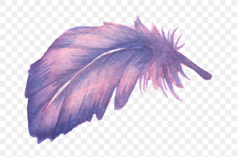 Black Ostrich Feathers, PNG, 780x544px, Feather, Color, Drawing, Plumas De Colores, Purple Download Free