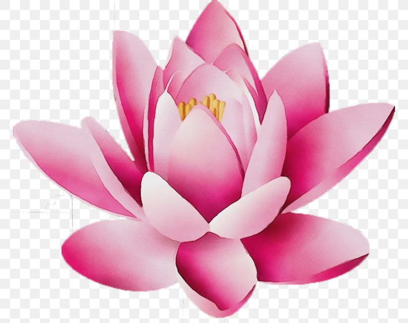 Lotus, PNG, 768x649px, Watercolor, Aquatic Plant, Flower, Flowering Plant, Lotus Download Free